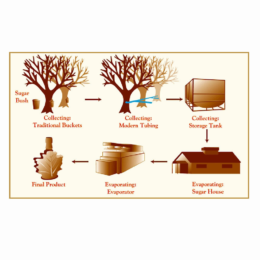 Pure Maple Syrup No.1