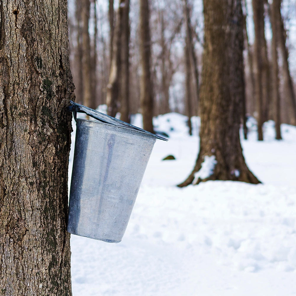 Pure Maple Syrup No.1