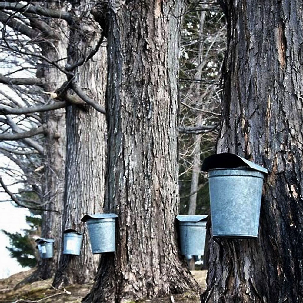 Pure Maple Syrup No.1