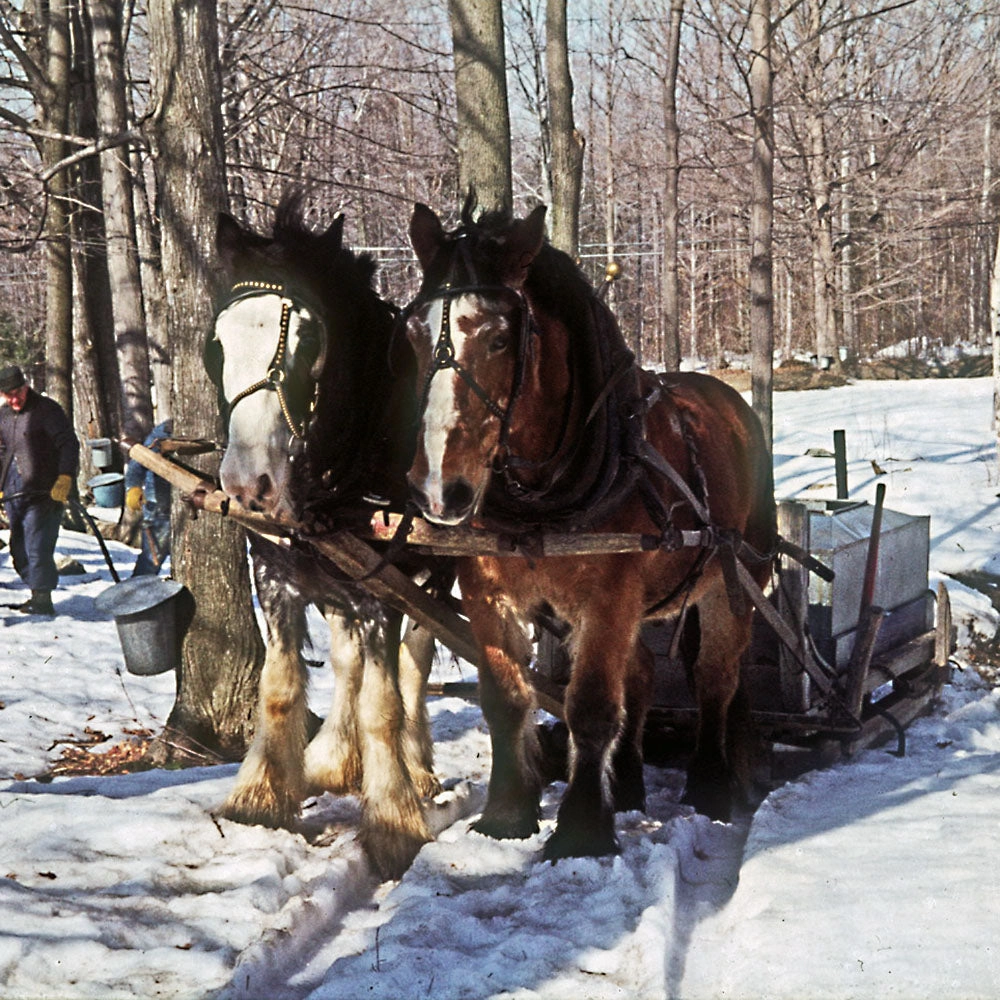 Pure Maple Syrup No.1